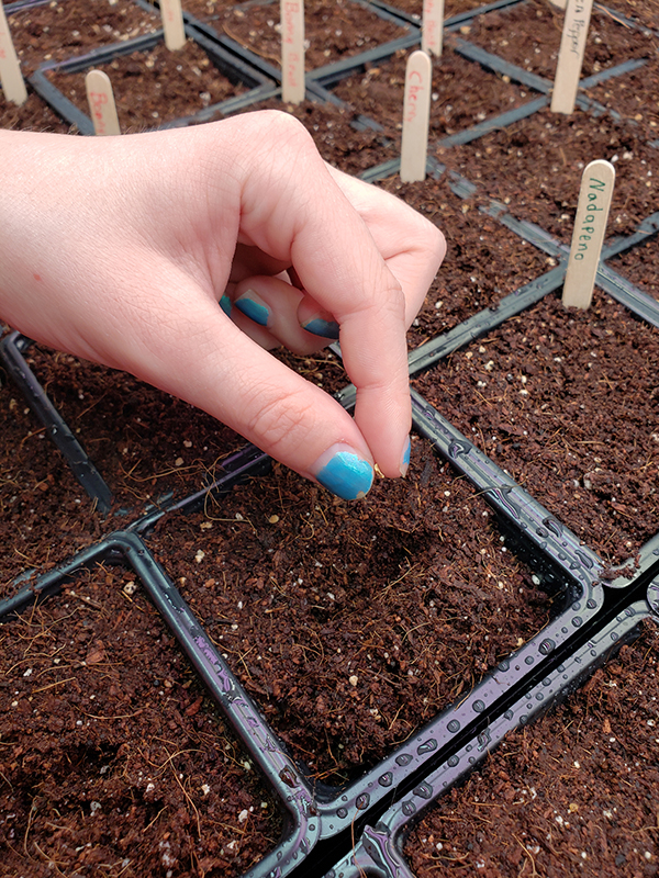 Part 1 of Starting seeds indoors includes the actual sowing. A female hand with painted blue fingernails putting a small seed into a seed starting tray. 