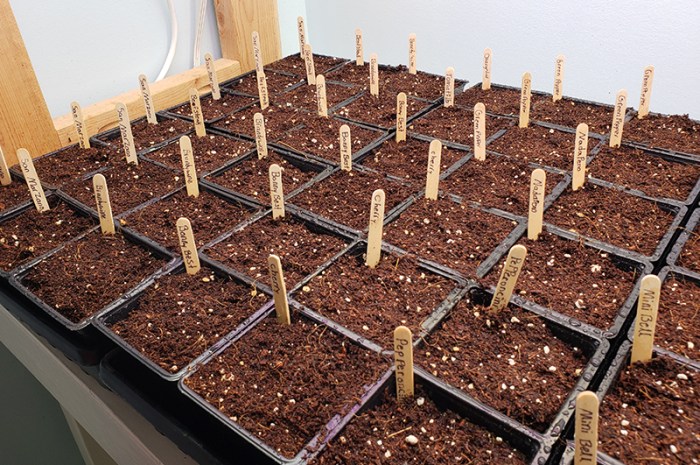 Starting Your Garden Seeds Indoors Series – Part 1: Sowing