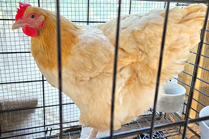 Stopping A Broody Hen – Why & How To Break A Broody Chicken
