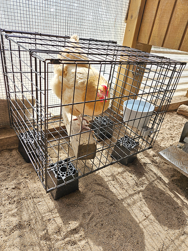 Our setup for broody chickens - stopping a broody hen