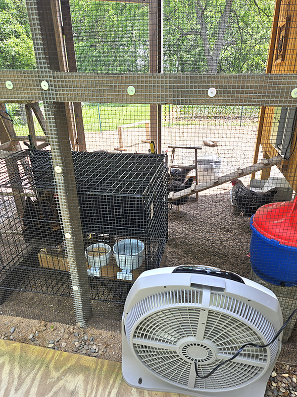 a setup for stopping a broody hen