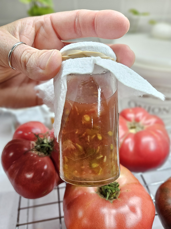 Fermenting tomato seeds