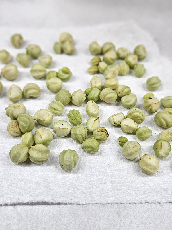 Nasturtium seeds drying out before storing and saving