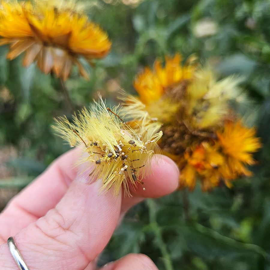 Saving Strawflower Seeds - Selecting, Collecting & Storing