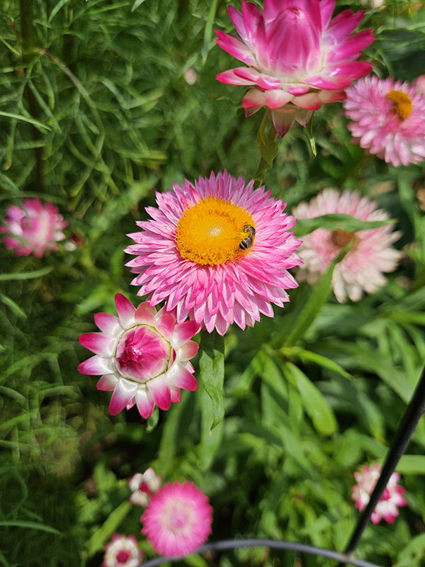 Pink strawflower blooms and a sweat bee