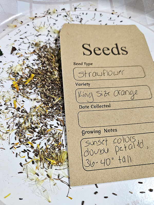 Strawflower seeds ready for saving