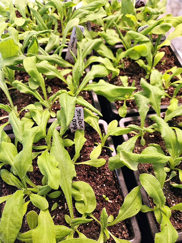 Strawflower seedlings