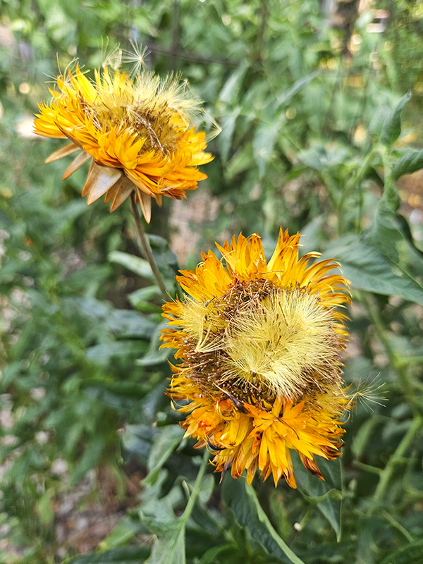 Strawflowers with fluffy seeds - saving strawflower seeds