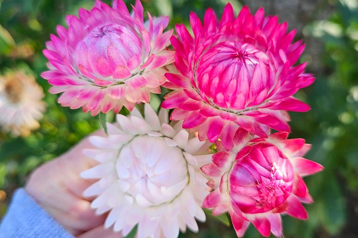 Growing Strawflowers – The Everlasting Flower With Paper Blooms