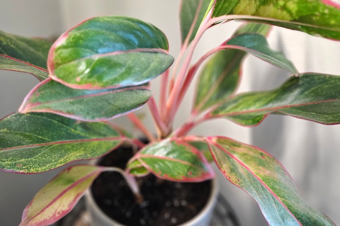 Help Struggling Houseplants – What’s Wrong With My Plant?