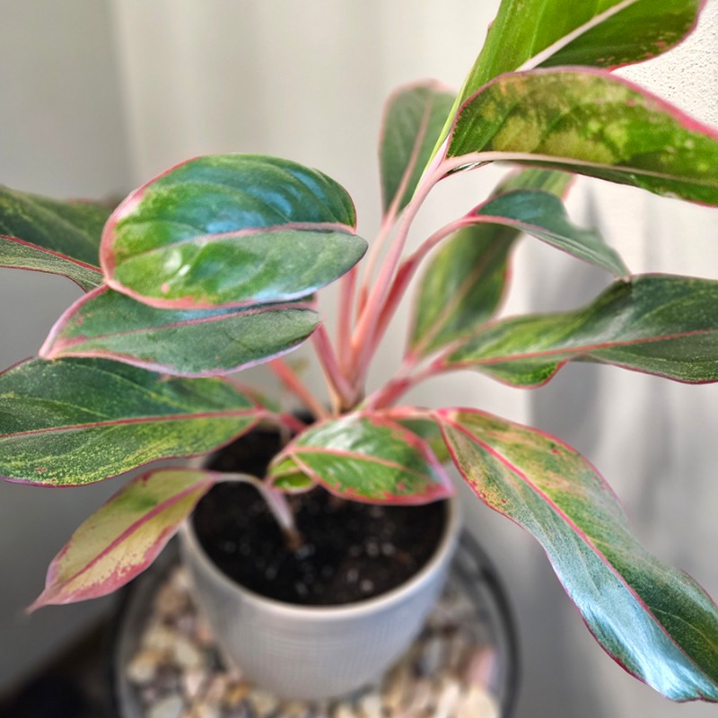 help struggling houseplants