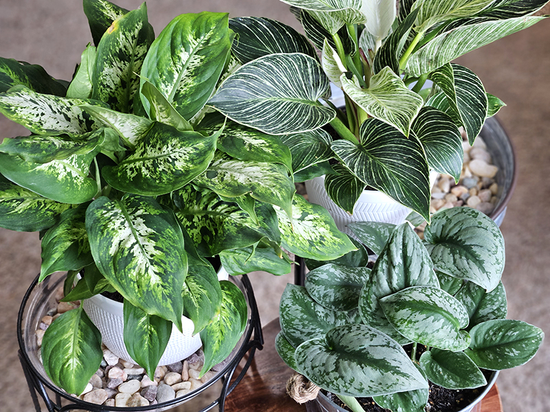 Three healthy houseplants
