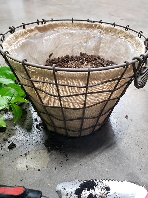 Repotting houseplant - help struggling houseplants