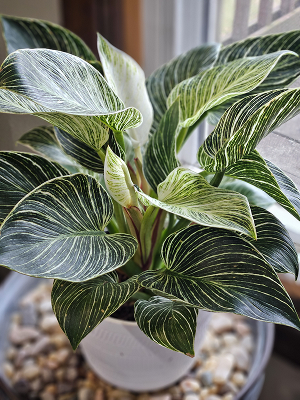 A beautiful houseplant