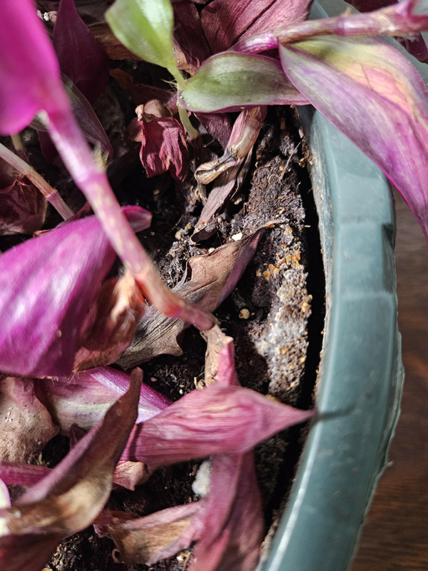 Soil pulling away from the container - help struggling houseplants