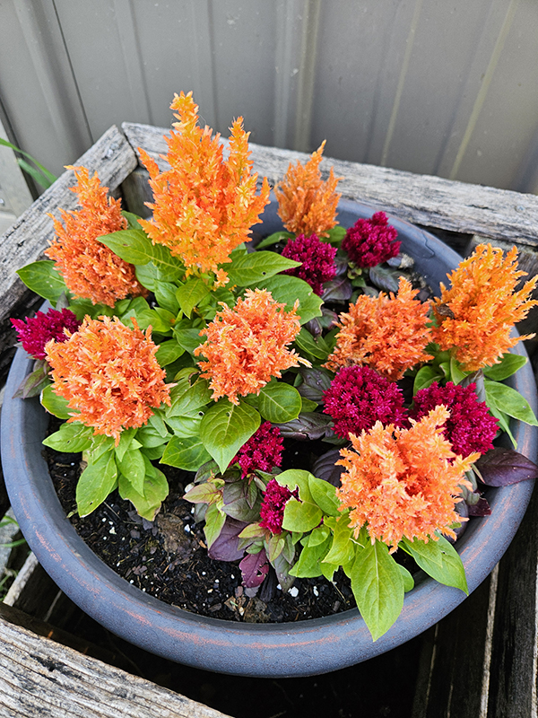 Celosia in reds and oranges