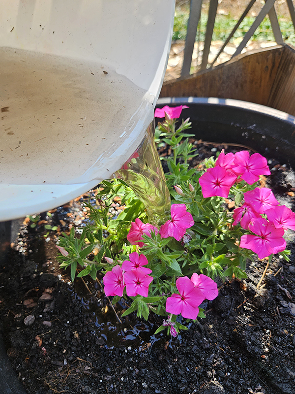 Compost tea being poured out of a bucket to help struggling petunias