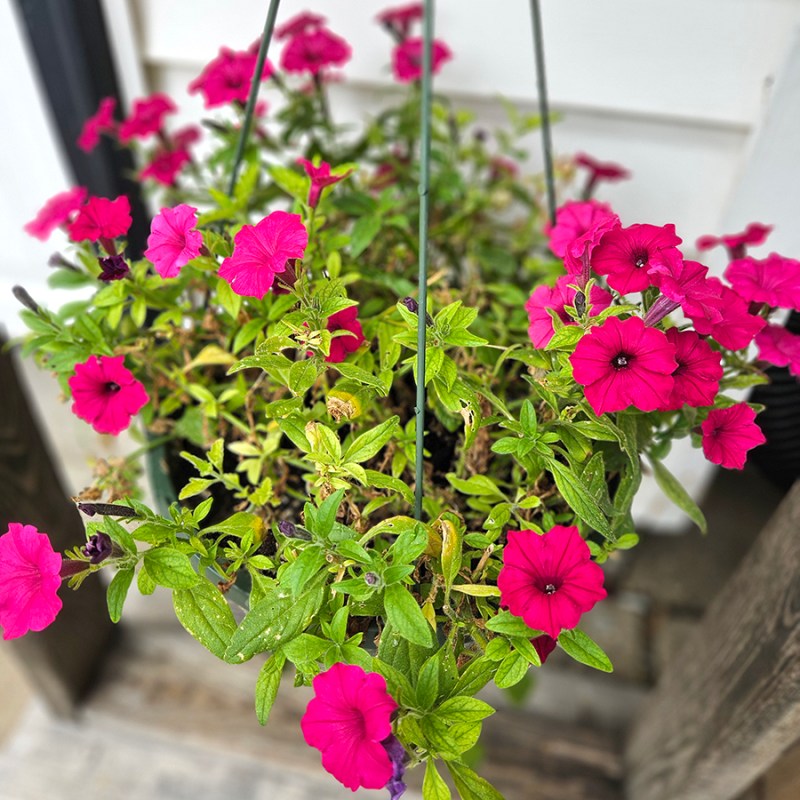 Tips To Help Struggling Petunias & Other Potted Plants