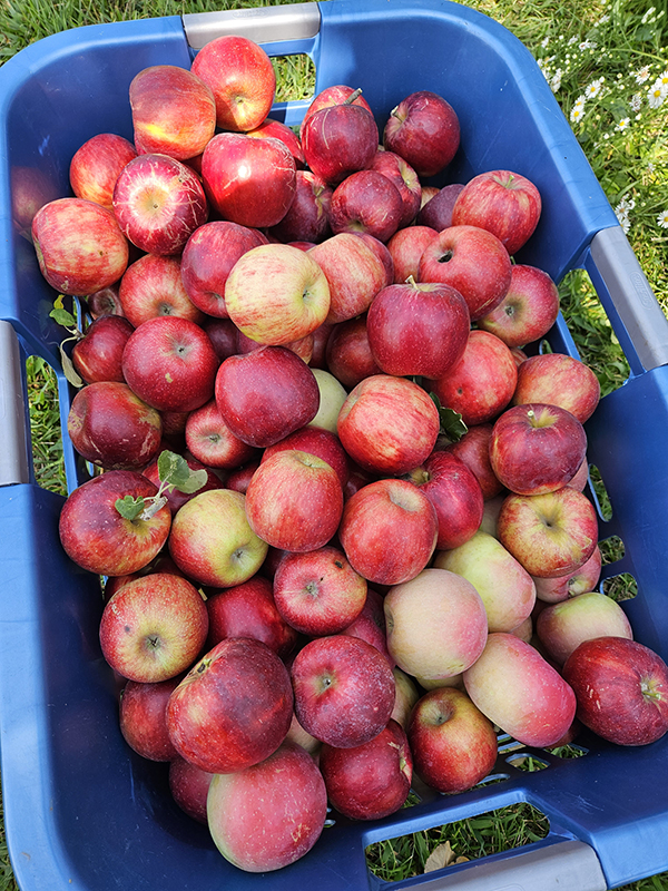 A basket full of apples