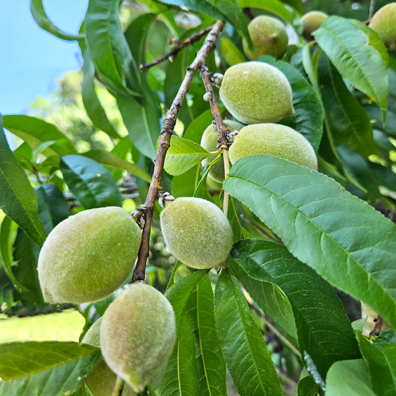 Tips on choosing fruit trees - peaches ripening on a tree