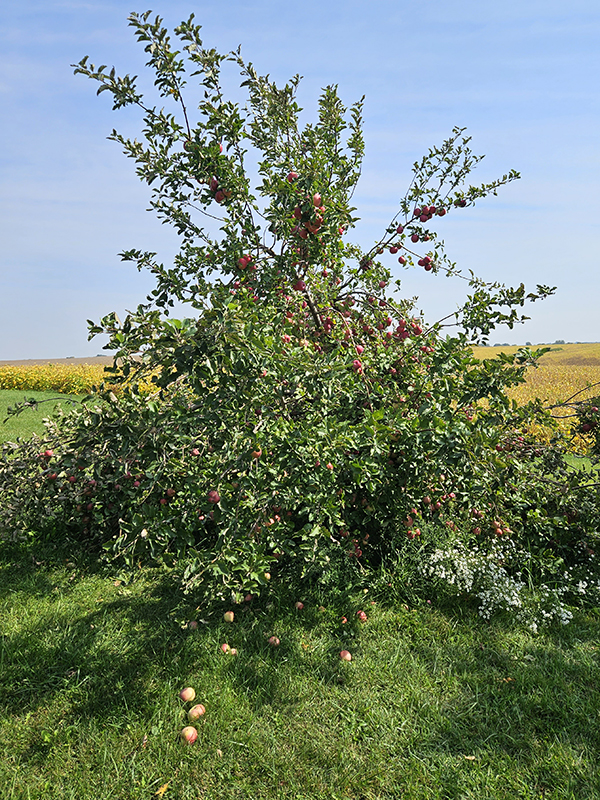 An apple tree that needs pruned -Tips On Choosing Fruit Trees