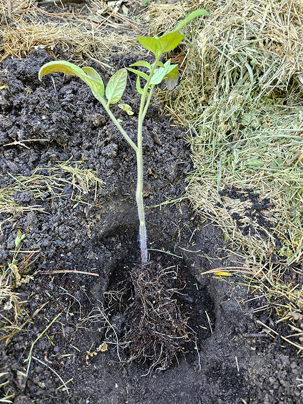 Planting a seedling deeply  - tips on planting tomatoes