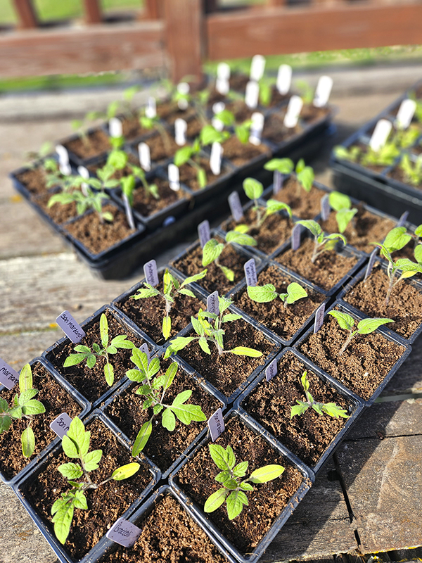 Young tomato seedlings