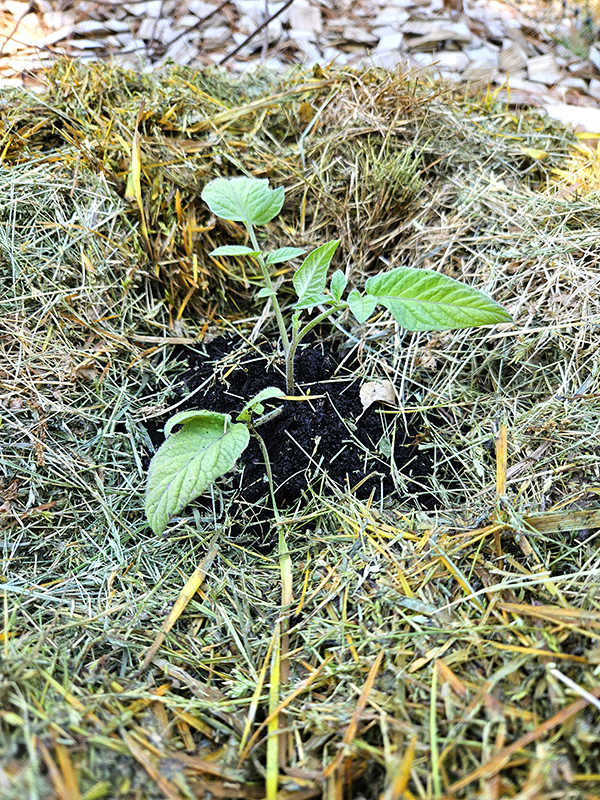 Grass clippings as mulch