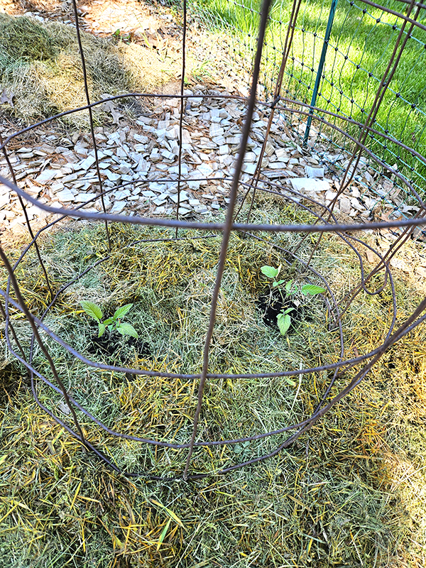 tomato cages around two seedlings - tips on planting tomatoes
