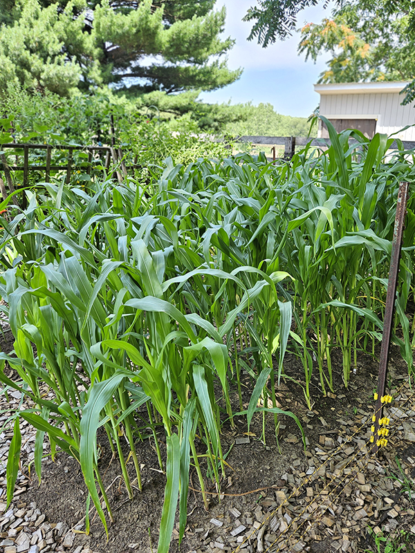A few rows of growing sweet corn