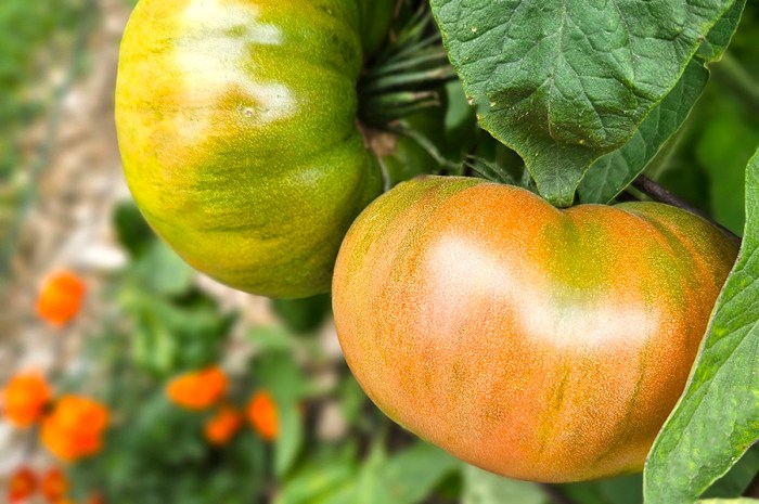 6 Tomato Companion Plants – And 4 To Avoid Planting Nearby!