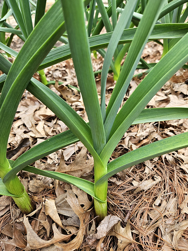 Young garlic plant