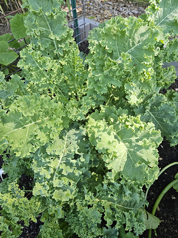 curly leaf kale