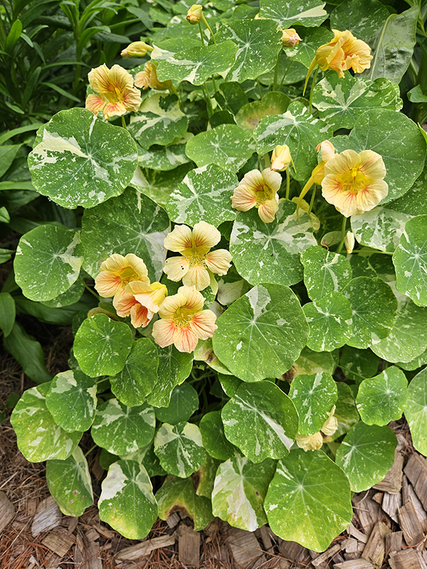Variegated nasturtium growing - 6 Tomato Companion Plants