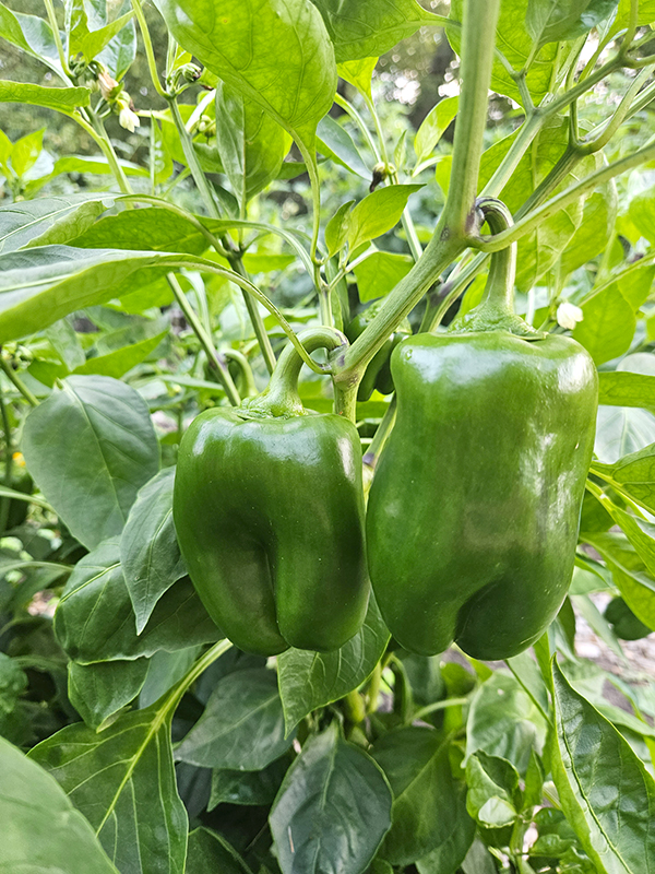 green bell pepper plants - 6 Tomato Companion Plants