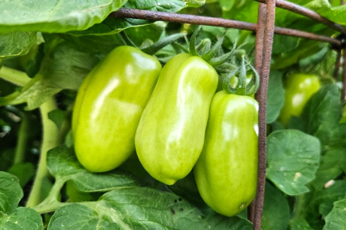 What To Do With Fall Tomato Plants And Green Tomatoes
