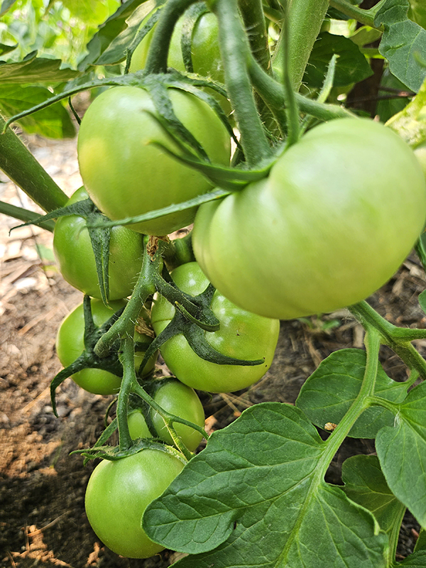 Unripe tomatoes on a vine