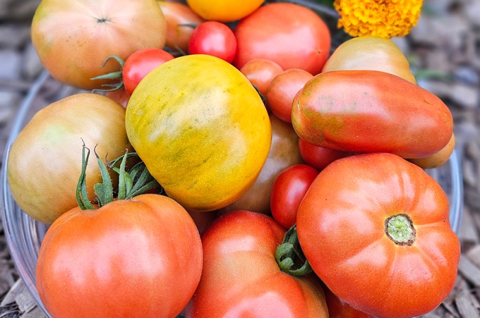 The 5 Best Tomato Varieties To Grow In Your Garden This Year