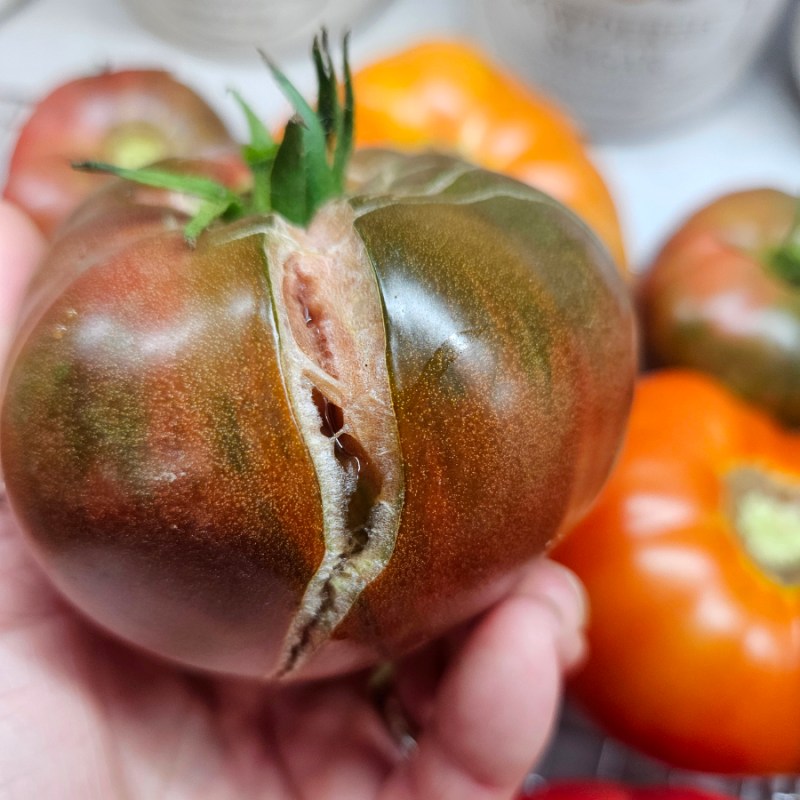 Tomatoes Split and Crack