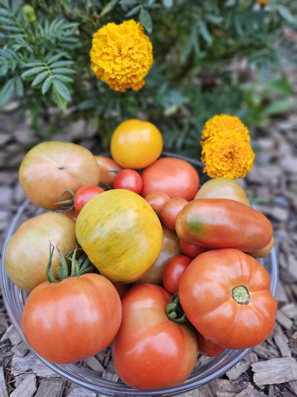 A bowl of just harvested, beautiful crack and split free tomatoes