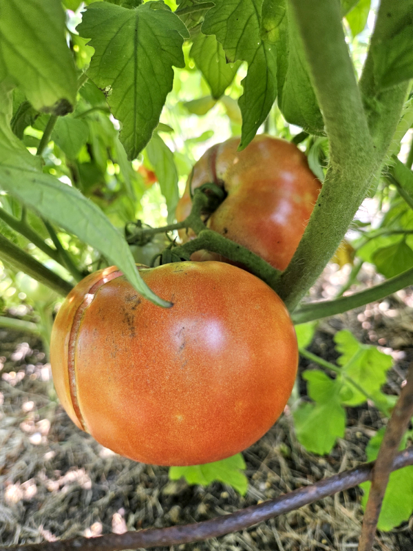 Two red tomatoes growing on a vine that have Split and Crack