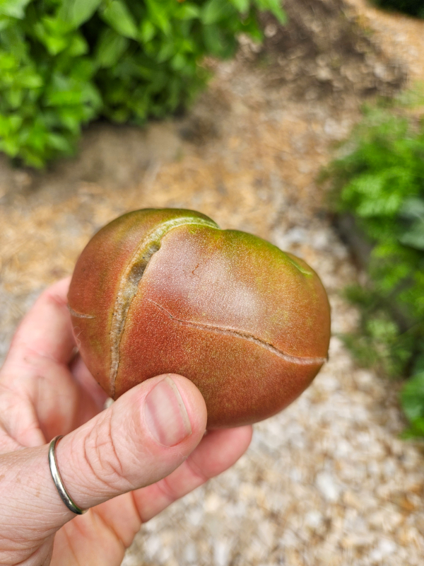 A severely cracked fruit