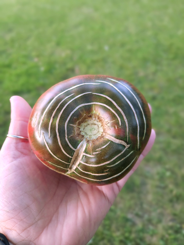 A cracked tomato