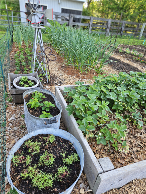 Container, raised beds, growing rows, etc for gardening - Too Much Rain In The Garden