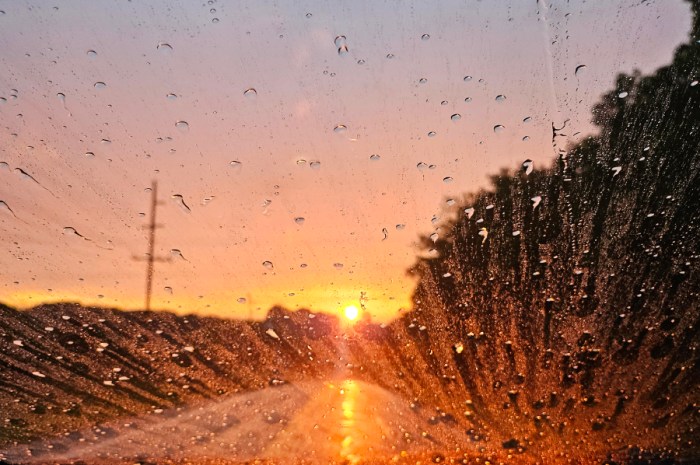Too Much Rain In The Garden: Overwatering Signs & What To Do