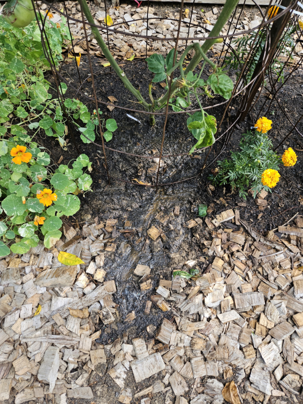 Soil erosion around a tomato plant - Too Much Rain In The Garden