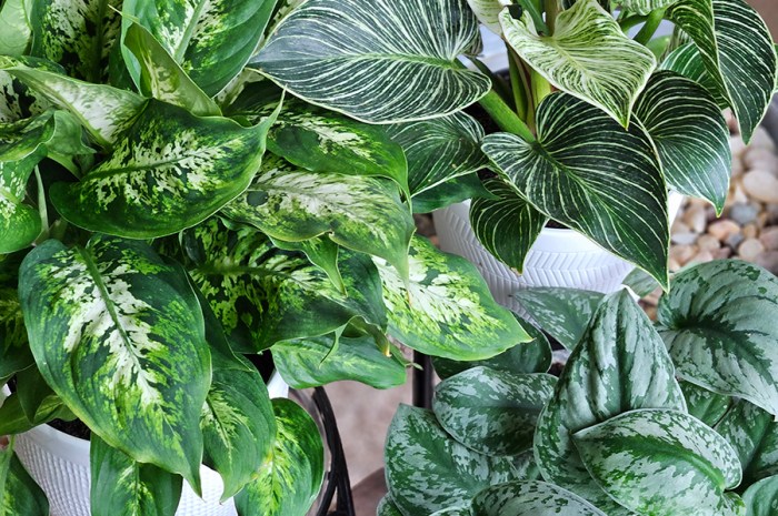My Top 5 Favorite Houseplants That Are Easy To Grow