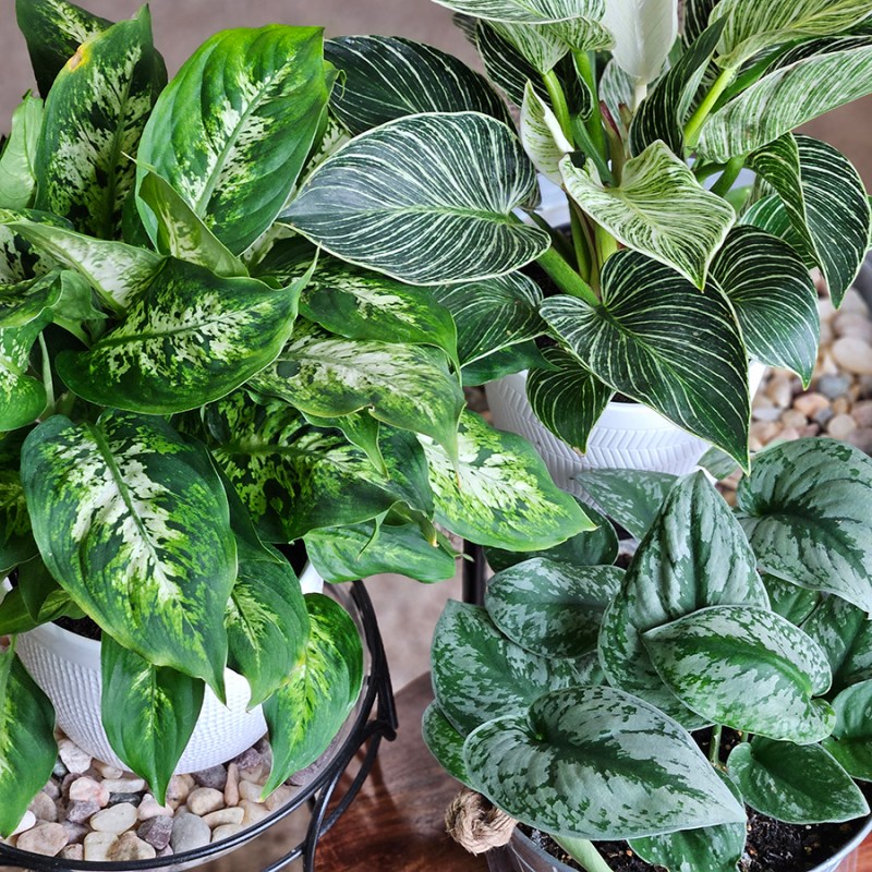 Three different houseplants that are stunning to have around your home but not all of them are on my 5 favorite list.
