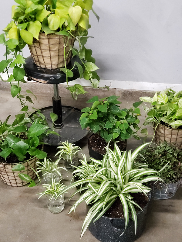 Several different houseplants in pots and containers of different sizes, shapes, and materials.