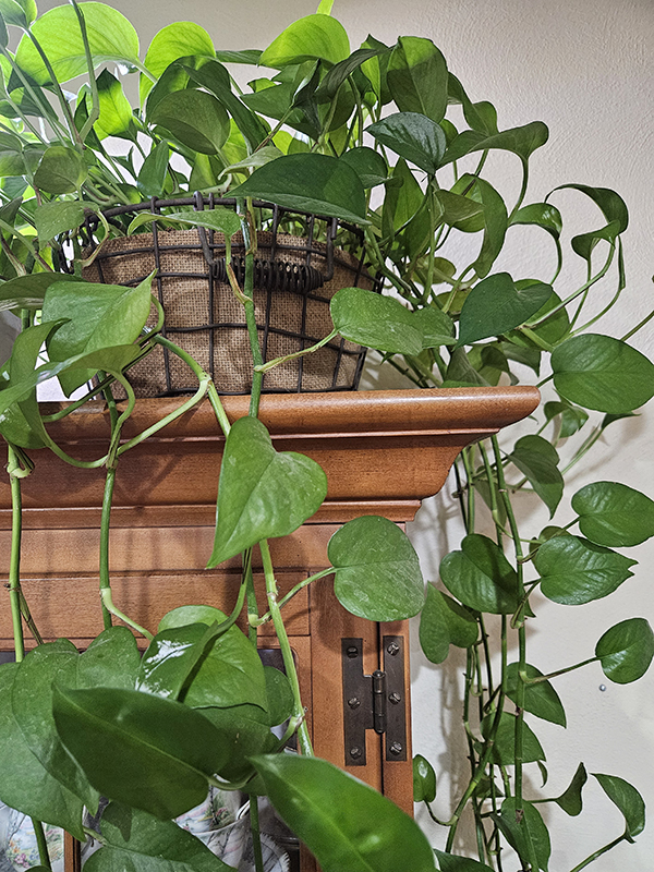 One of my original houseplants, this jade pothos is still one of my top 5 favorites.